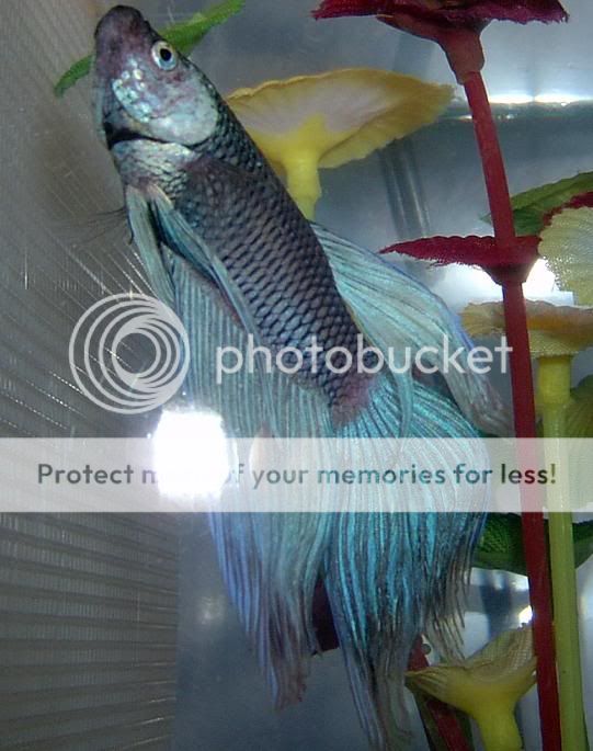 fishiesss007.jpg