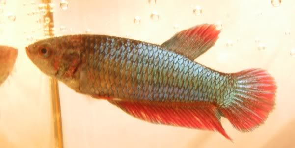 BlueRedPlakatFemale.jpg