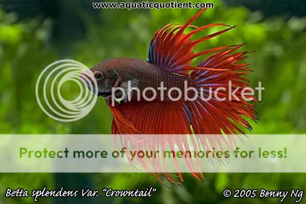 Betta_splendens_Benny2.jpg