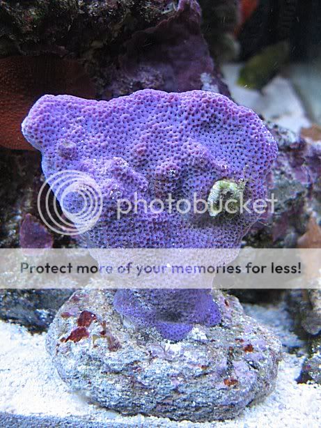 Img_5990PurpleMontipora.jpg