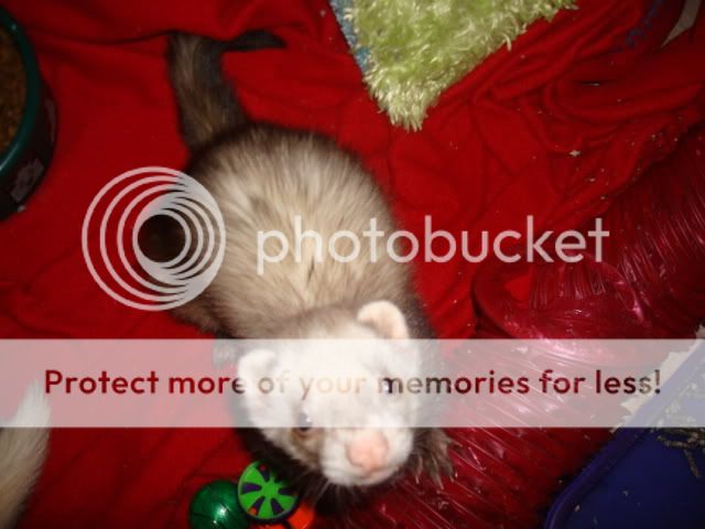 ferrets008-1.jpg