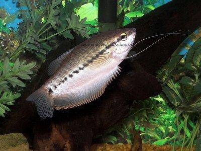 snakeskin-gourami-profile.jpg