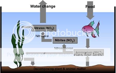 aquarium_nitrogen_cycle.jpg