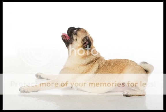 Pugslee_down_pose_small.jpg