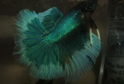 bettas084.jpg