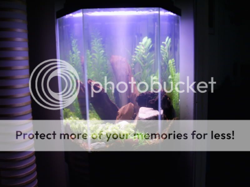 fishtankpics026.jpg