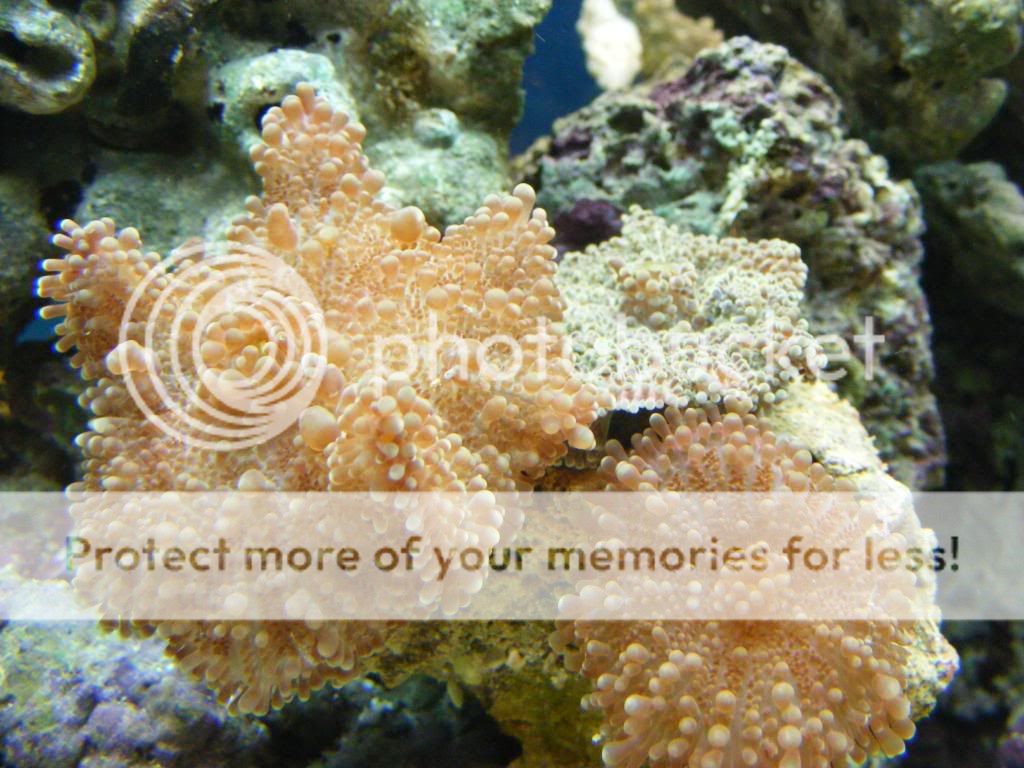 2010_0222corals0003.jpg