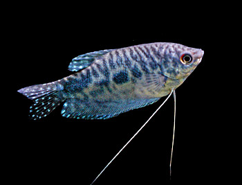 opaline-gourami-trichogaster-%20trichopterus.jpg