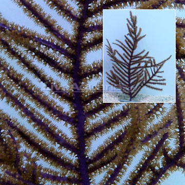 p-38941-gorgonian.jpg