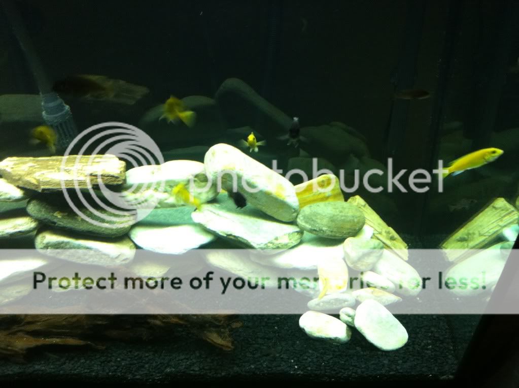 babycichlids002.jpg