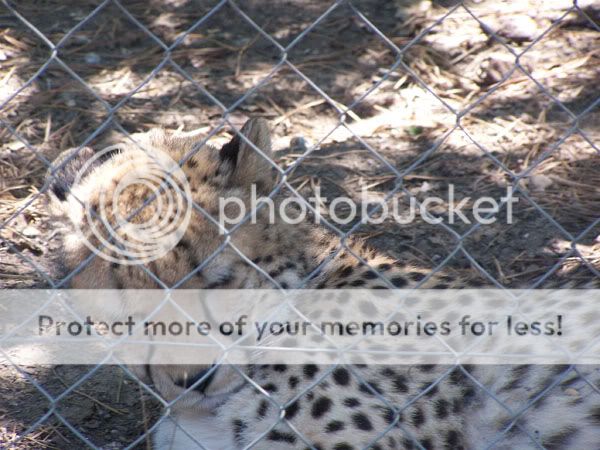 cheetah.jpg