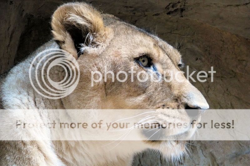 Lion3.jpg