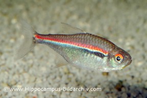 Hyphessobrycon-heterorhabdus-FSWFT0146-288x192.jpg