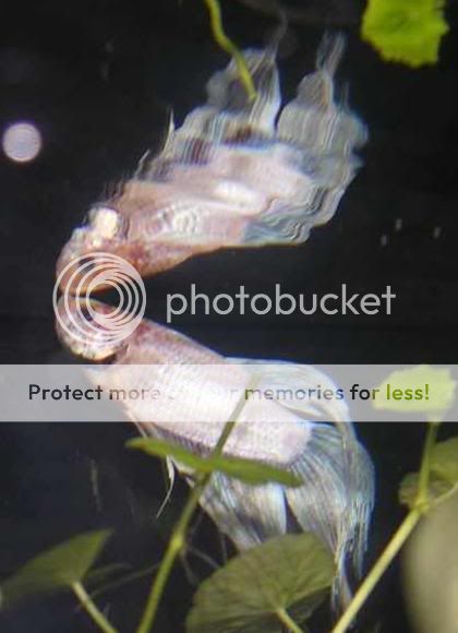 whitebetta.jpg