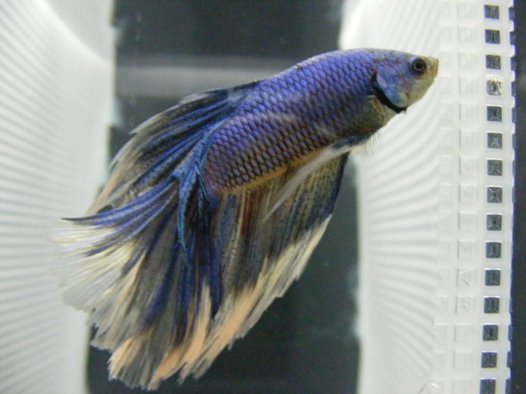 betta2001.jpg