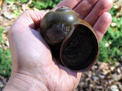 apple-snail.jpg