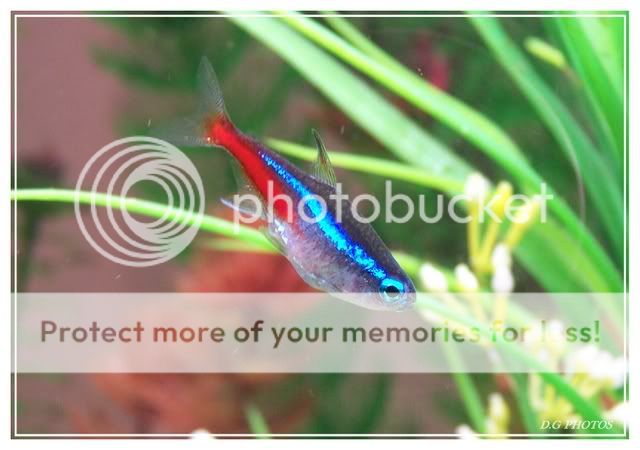 neontetra4.jpg