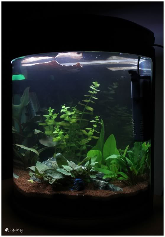 betta_tank4.jpg