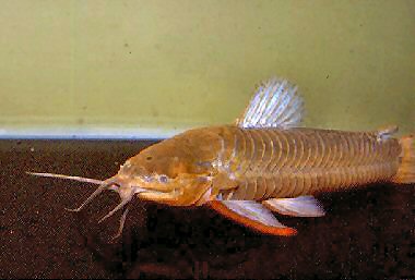 callichthys2.jpg