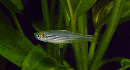 danio2.jpg