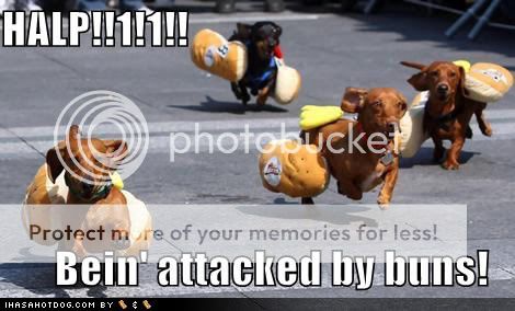 loldogs-funny-dog-pictures-daschund.jpg