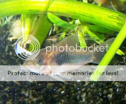 CorydorasBronze.jpg