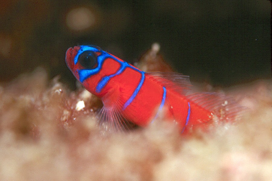 Blue-banded_goby_ECU.jpg