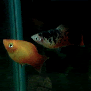 Platys2.gif