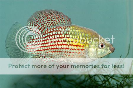 fishies_zpsb7a93d72.jpg