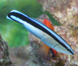 cleaner_wrasse_pic3.jpg