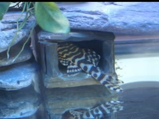 ZebraPlecos013.jpg