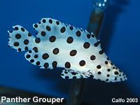 0120grouper_panther_juvenile1.jpg