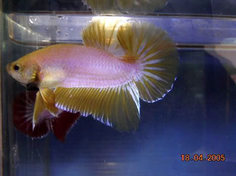 betta66.jpg