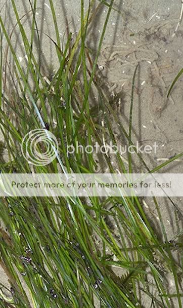 shoalgrass2.jpg