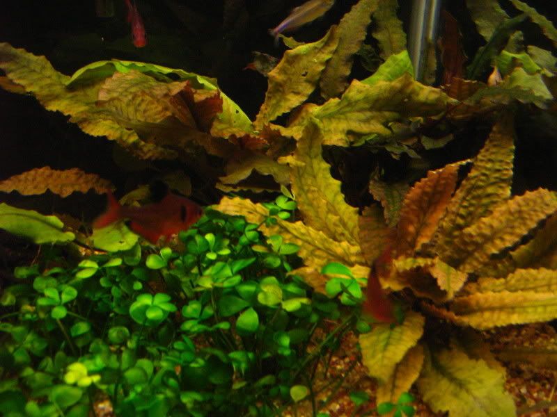 December07Tankupdates021.jpg