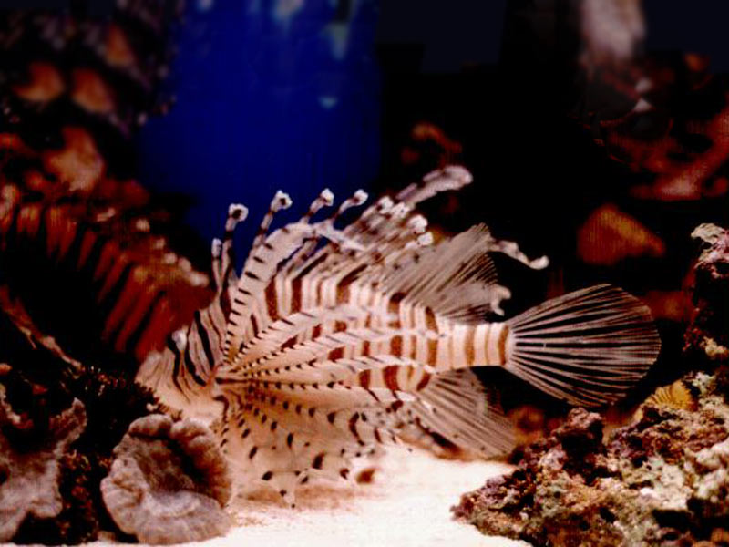 bahamis-fish.jpg