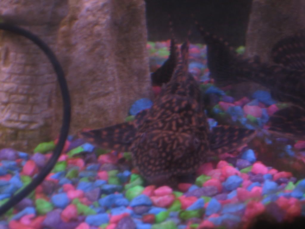 bonniesppleco001.jpg