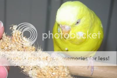 aviarybudgies141.jpg