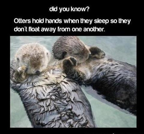 48867-Otters-Hold-Hands-When-They-Sleep.jpg