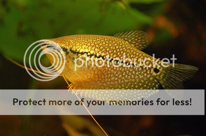 gourami_09.jpg