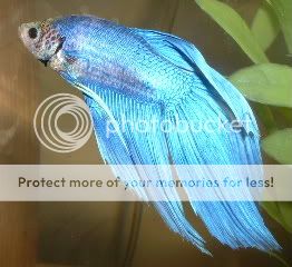 BlueBetta2.jpg