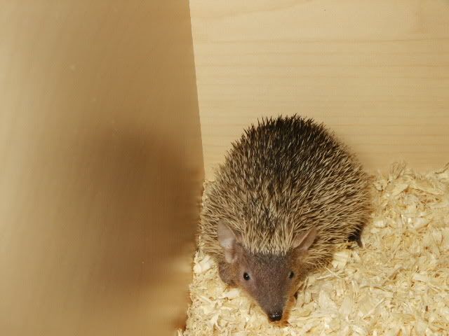 tenrecs5.jpg