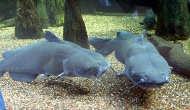 channel_catfish.jpg