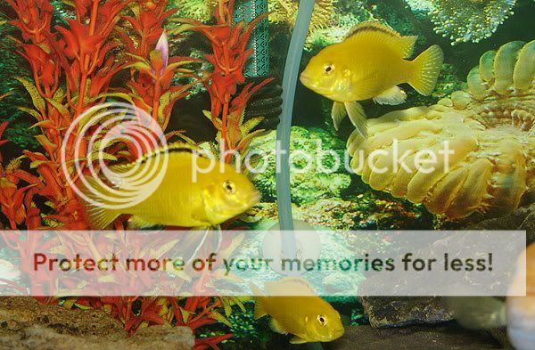 030709cichlids-052.jpg