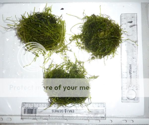 moss_04_01_2011.jpg