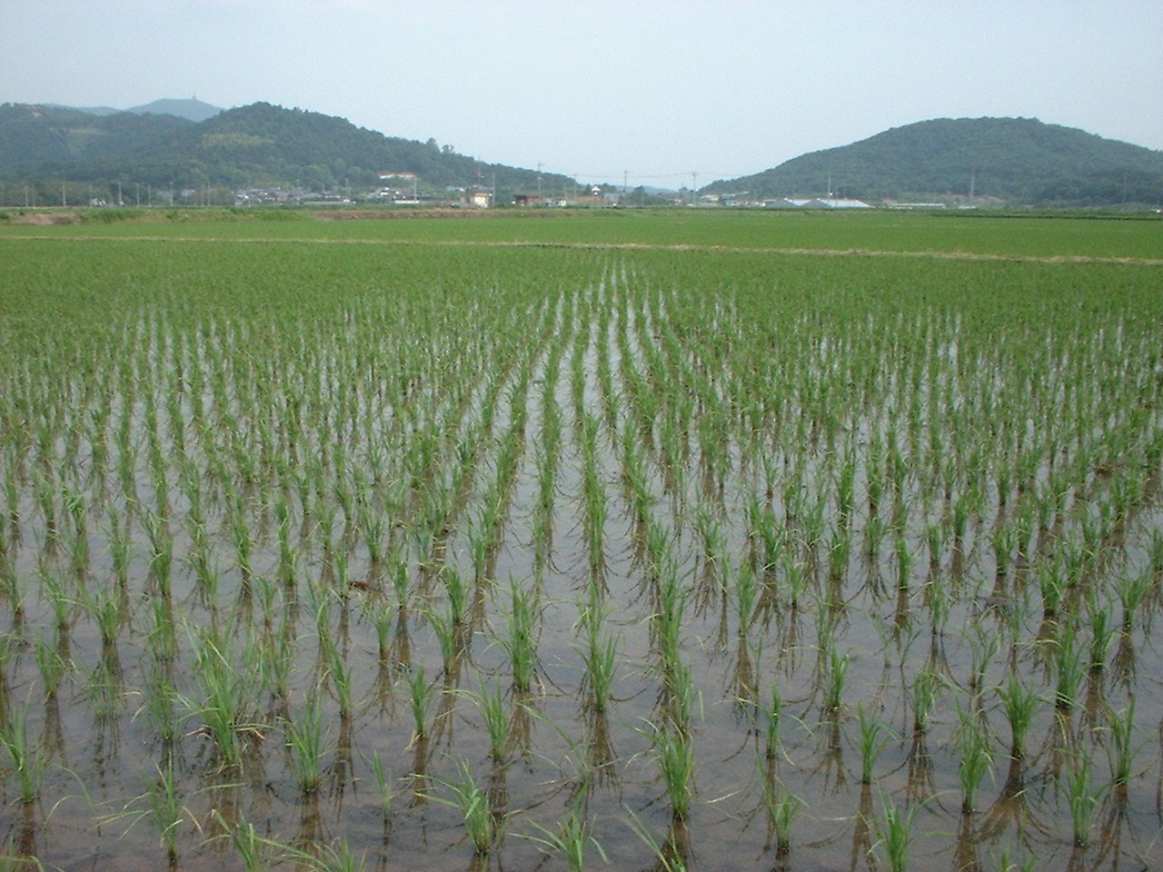 Rice%20field.jpg