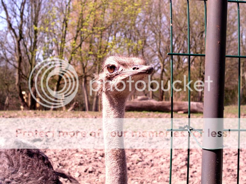 ostrich.jpg