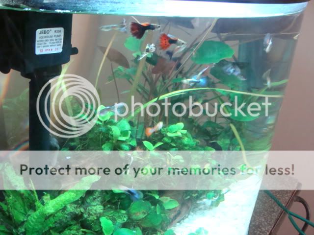 Guppiesinnewtank008.jpg