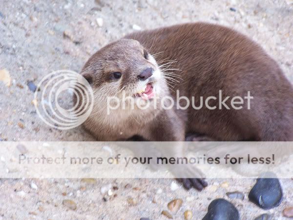 otter1.jpg