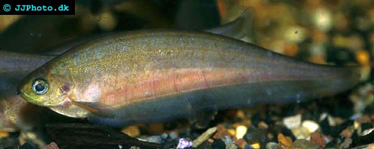 xenomystus_nigri_adult_1.jpg